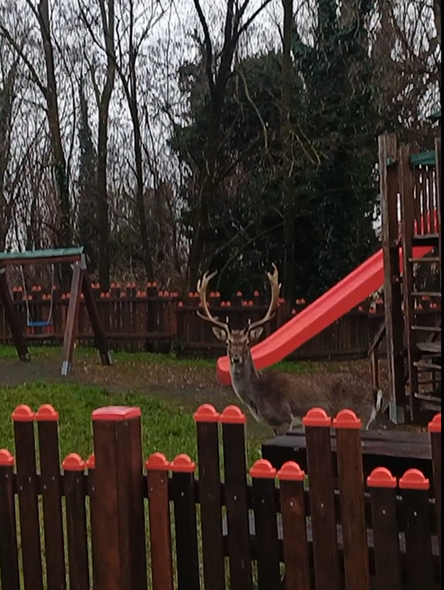 VIDEO Zagrepčanin u šoku: Dva metra od mene stajao je jelen. A onda je prošla albino košuta