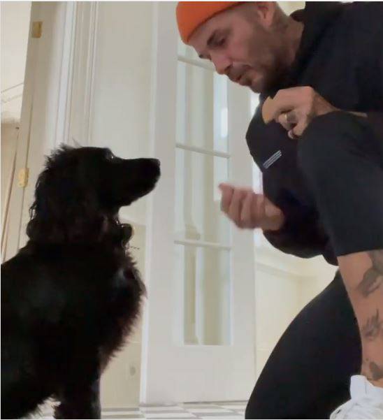 David Beckham podijelio slatki video: Trikove kujice Fig nagradio s kolačićima i pusama