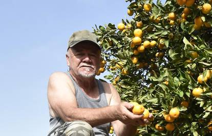 Odbačeno voće: ‘Ovakve sitne mandarine nitko neće otkupiti’