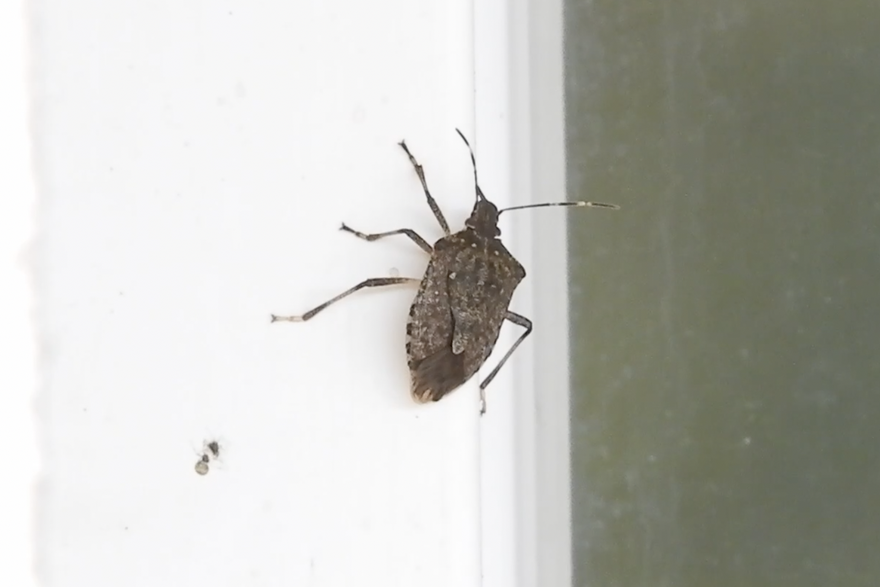 Najezda smrdljivih martina: Evo kako ih se riješiti bez uporabe pesticida opasnih po zdravlje