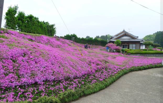 FOTO Pogledajte tu divotu: Farmer zasadio tisuće cvjetova za svoju slijepu suprugu