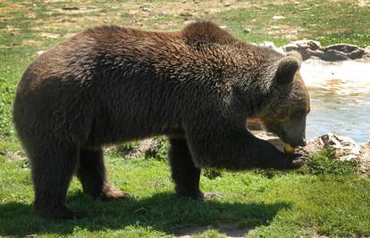 Smrtnost medvjeda koji žive blizu ljudi 7,5 puta je veća nego kod onih koji žive dalje od nas