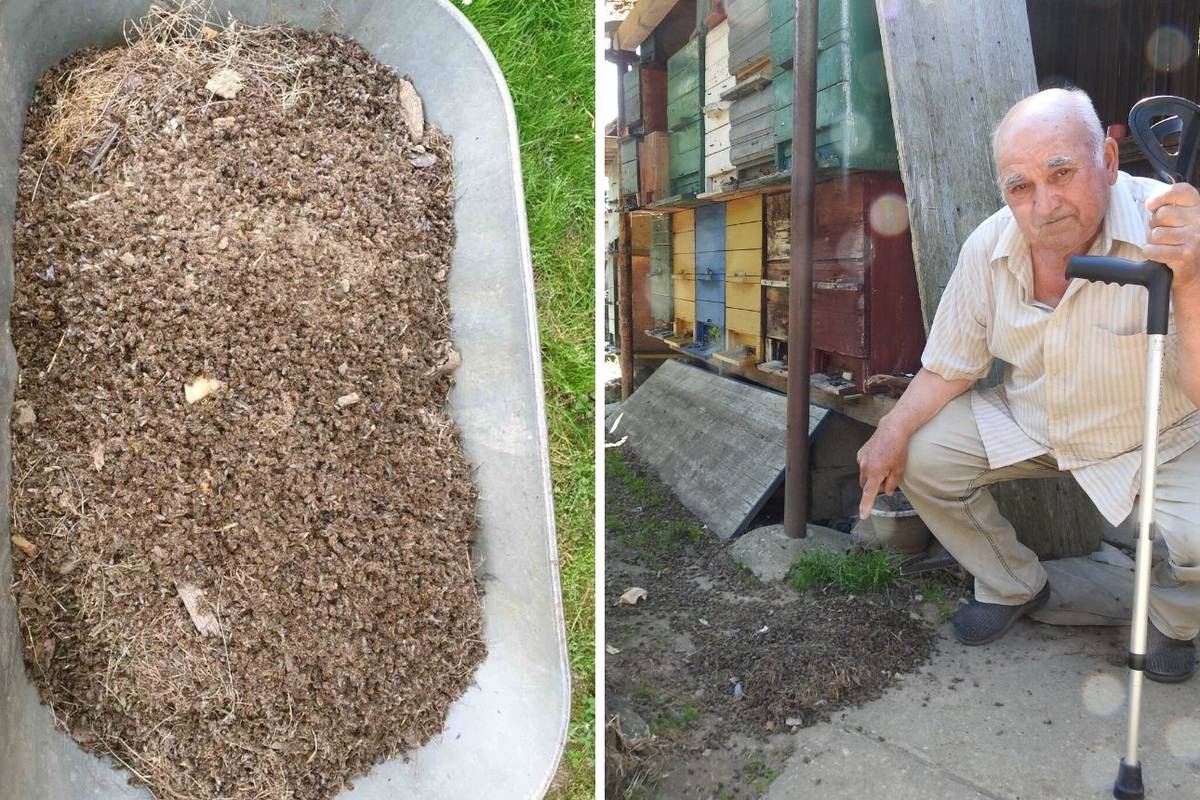 Pčele u Međimurju su otrovane: 'Ministrica je obećala pomoć'