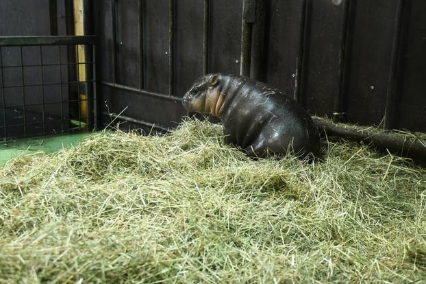 Zagreb: Predstavljen novi član obitelji patuljastih vodenkonja u Zoološkom vrtu