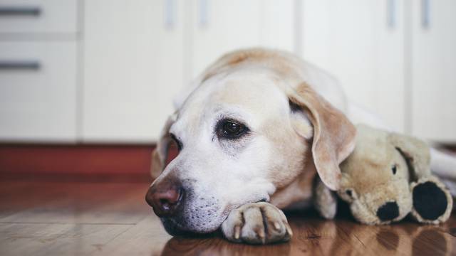 Razvedenom paru argentinski sud dodijelio zajedničku skrb za pse: 'Bivši ga hrani pohancima'
