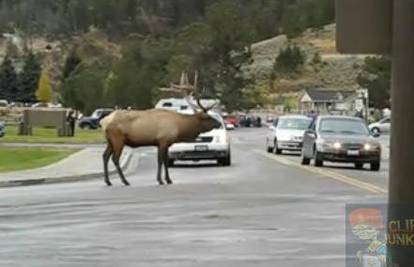 U Yellowstone parku ovaj sjeverni jelen sve uništava 