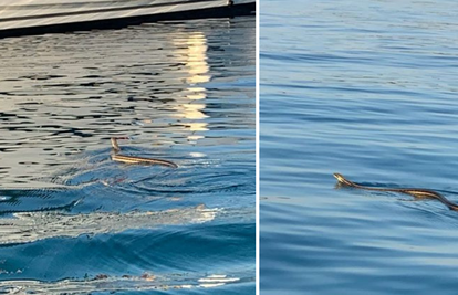 Najveća europska zmija u moru kod Šibenika: Snimili je turisti
