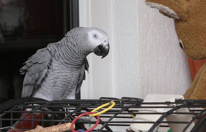Papagaj Hugo jako voli pažnju: 'Dođi, idemo se malo maziti...'