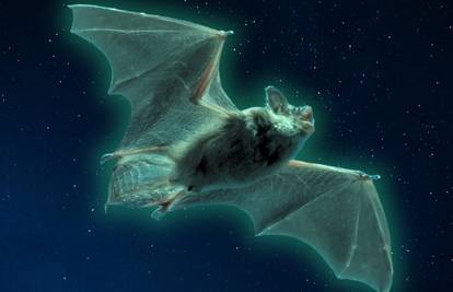 Ovi jezivi šišmiši sjaje zeleno. Znanstvenici ne znaju zašto