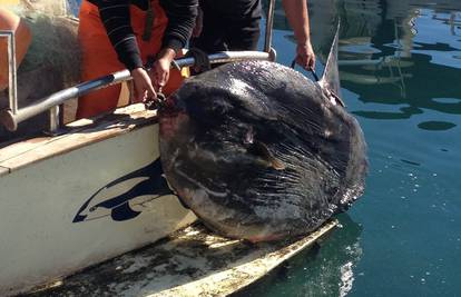 Grdosija kod Punta: Riba od 100 kilograma potrgala mrežu