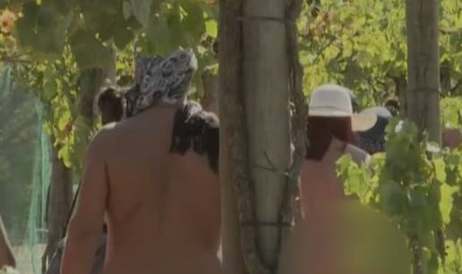 Portugalski nudisti zaputili su se u berbu grožđa u vinograd nedaleko od Lisabona