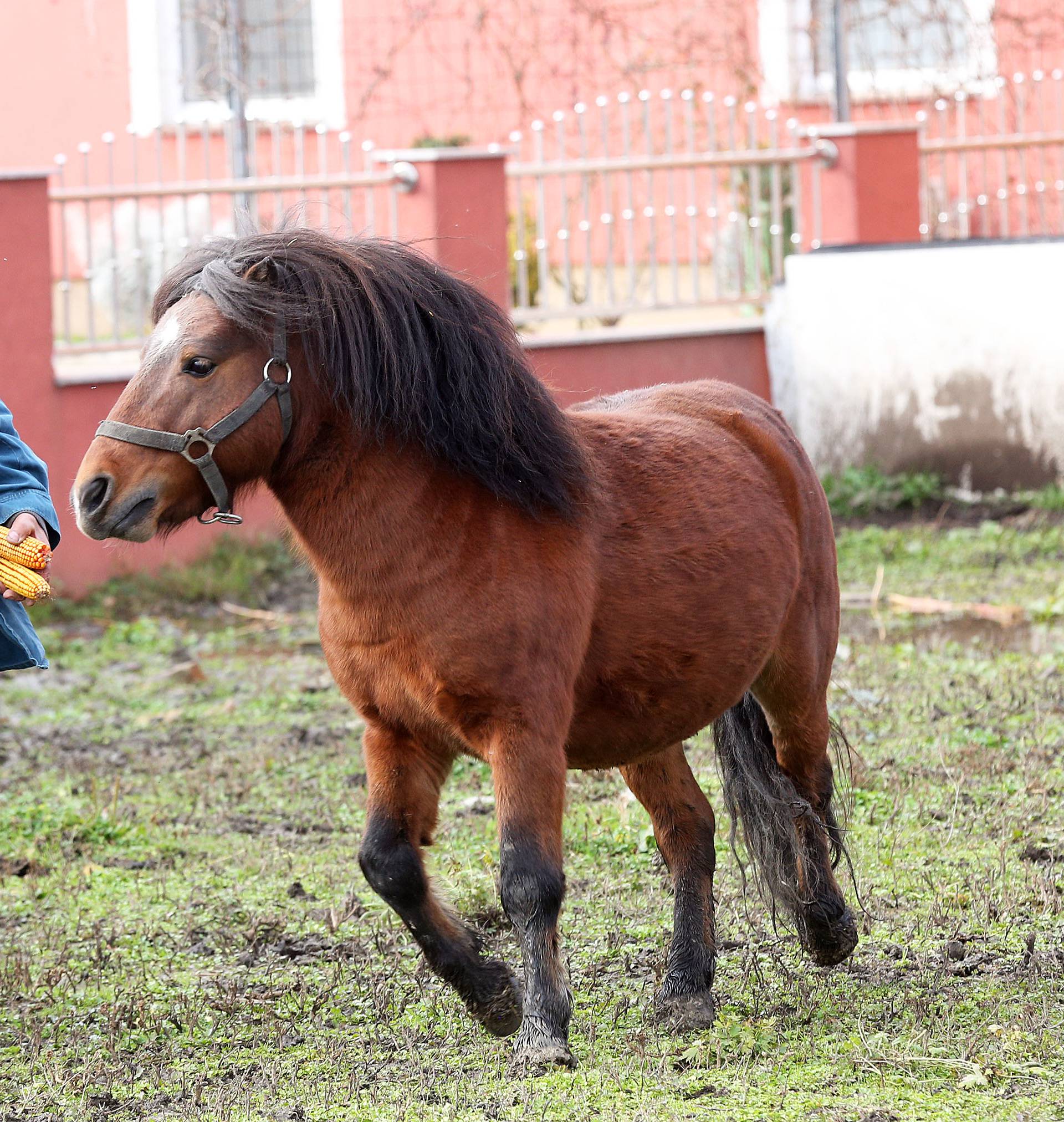 Smoki traži dom: Josip (62) za ponija se više ne može brinuti
