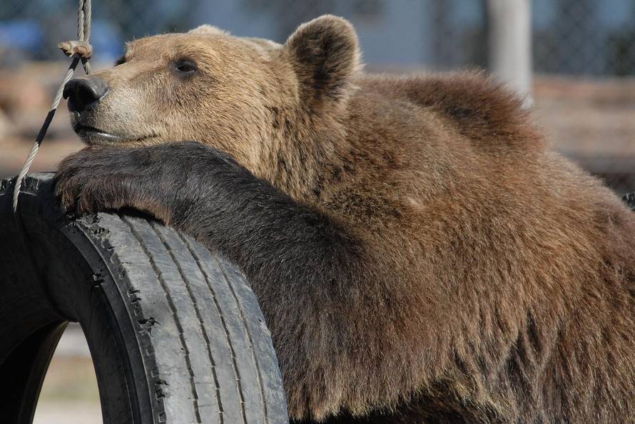 Macola: Medvjede mi nemojte uzeti, napravit ću sve za njih!