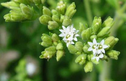 Stevia napokon dostupna kao prirodni zaslađivač