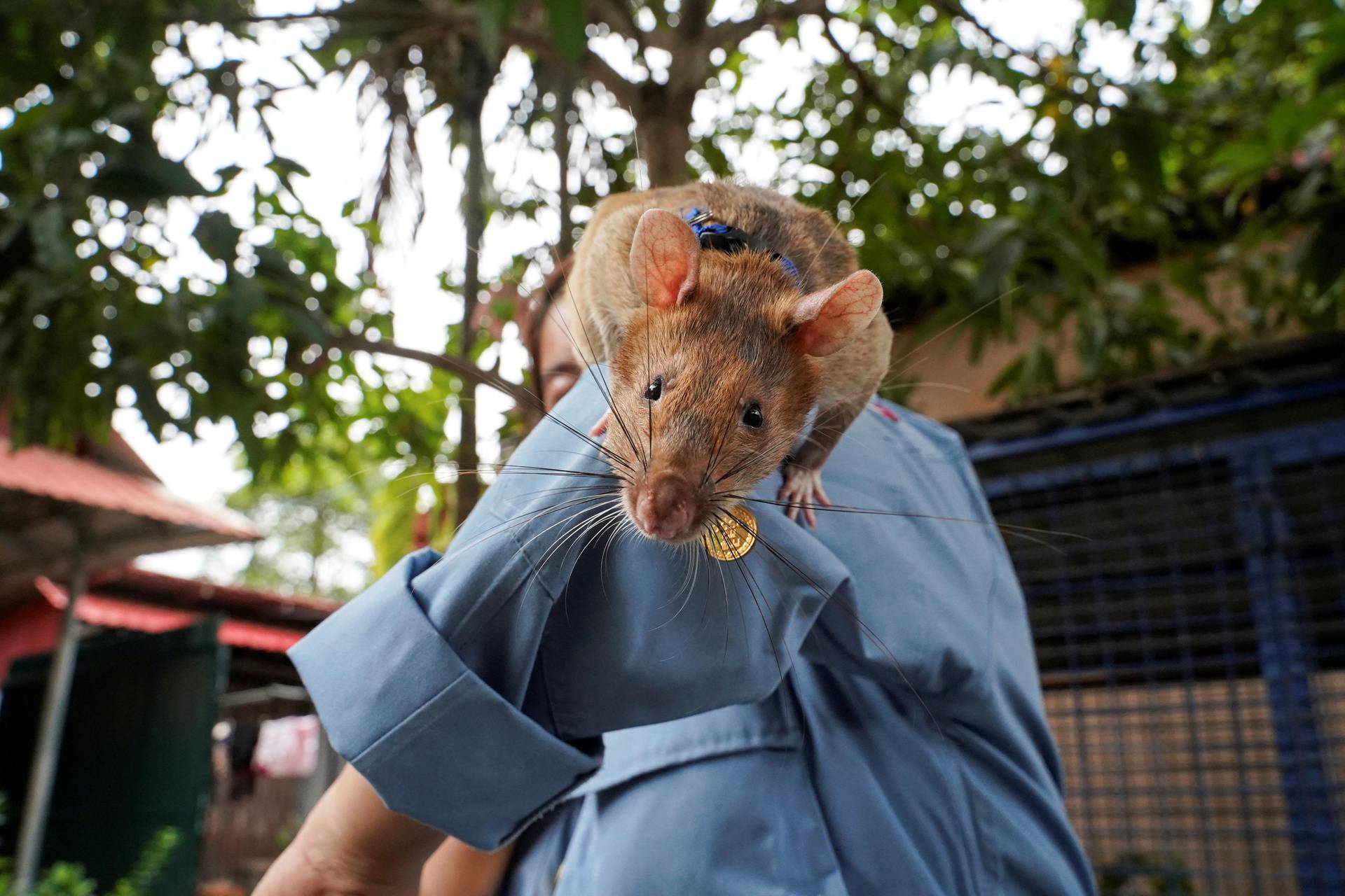 FILE PHOTO: Magawa, the recently retired mine detection rat, plays with his former handler So Malen at the APOPO Visitor Center in Siem Reap, Cambodia