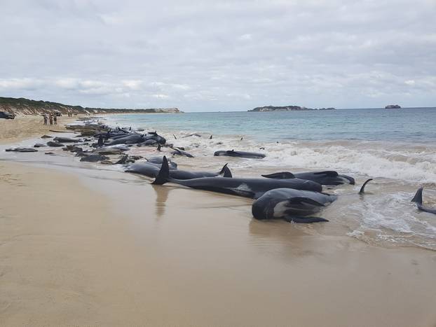 Stranded whales on the beach at Hamelin Bay