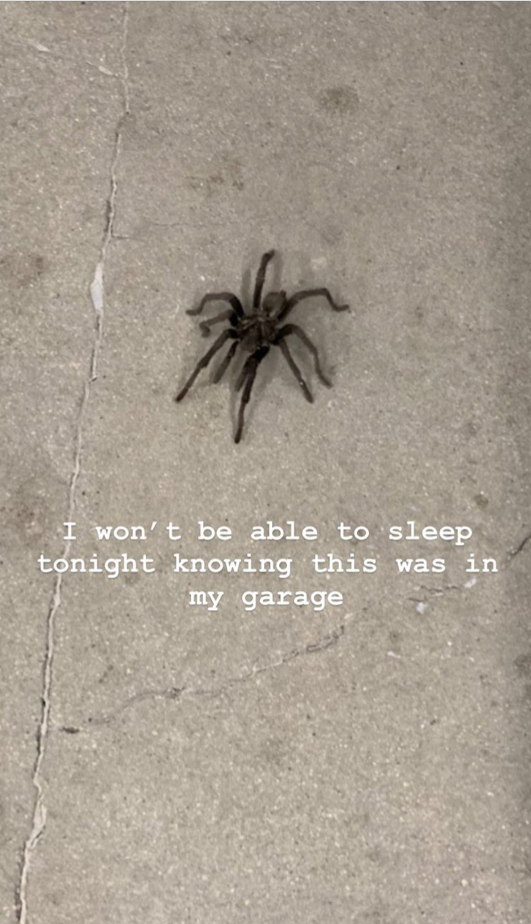 Kim digla paniku: U kući mi je tarantula, kako ću sad spavati?