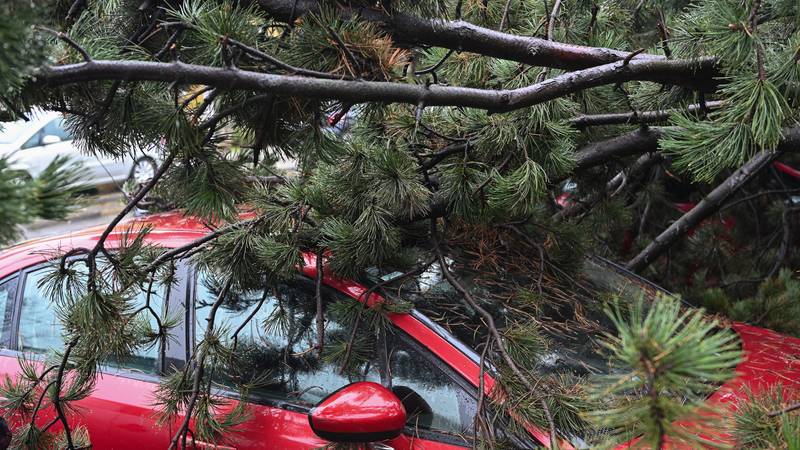 Evo koje brojeve možete nazvati ako je u Zagrebu palo stablo!