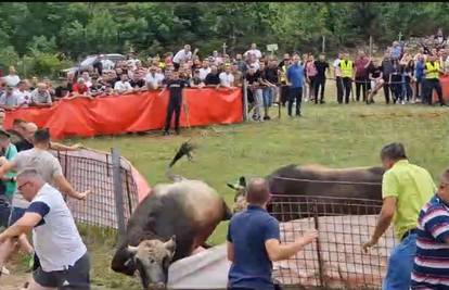 VIDEO Dva bika podivljala na bikijadi kod Splita, jedan probo čovjeka kroz prepone u trbuh