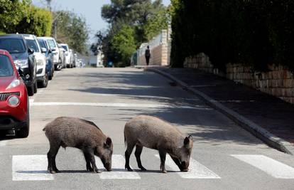 Kuda idu divlje svinje? Ovih dana u Izraelu - baš posvuda!