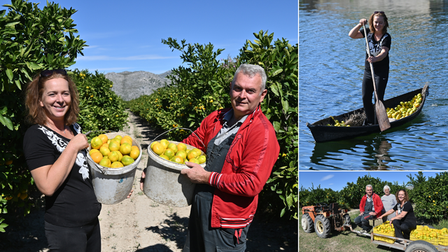 Slatko je veslati u barci punoj finih mandarina: Dolaze ih brati stari i mladi, čak i češki turisti