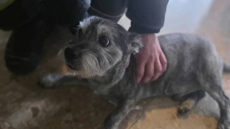 FOTO Pas Thor zapeo je u liftu. Spasili ga vatrogasci: Čula sam ga kako se guši i zapomaže