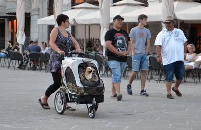 Turisti poveli buldoga u šetnju Pulom u - dječjim kolicima