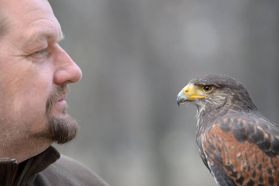 S pticama grabljivicama protiv vrana u Perivoju Zrinskih