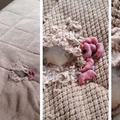 Uselila u novu kuću i šokirala se prizorom: U pokrivaču na krevetu pronašla male štakore