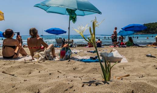 FOTO Pr&zcaron;ina je najljep&scaron;a pla&zcaron;a. To &cacute;e vam re&cacute;i svi na Kor&ccaron;uli. Iz pijeska raste &ccaron;ak i cvije&cacute;e...