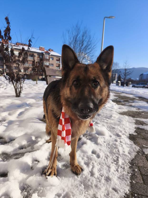 FOTO Čak su i njemački ovčari za nas! Ovako se hrvatski navijači nabrijavaju za polufinale Eura