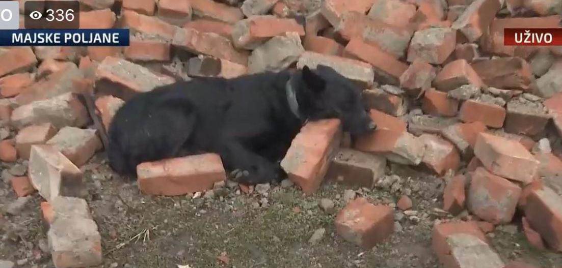 Ozlijeđeni Medo razveselio se spasiocima, zbrinuli ga u azilu