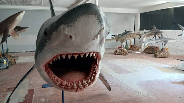 FOTO 'Ugroženi čuvari oceana' stigli su u Pulu: 'Uskoro izložba, a imat ćemo i žive primjerke!'