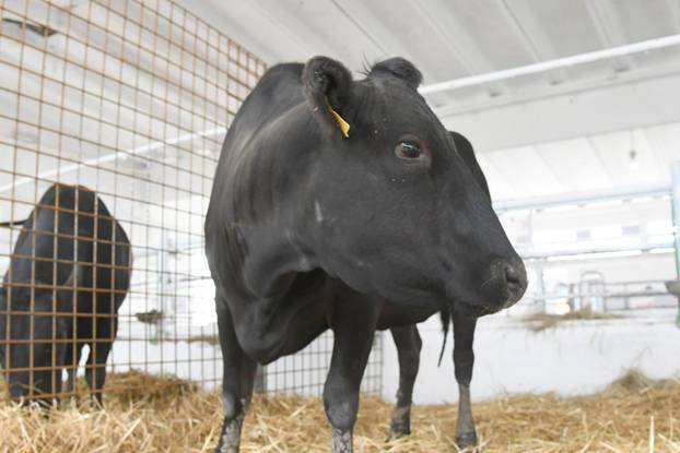 Gudovac: 32. izdanje međunarodnog jesenskog sajma