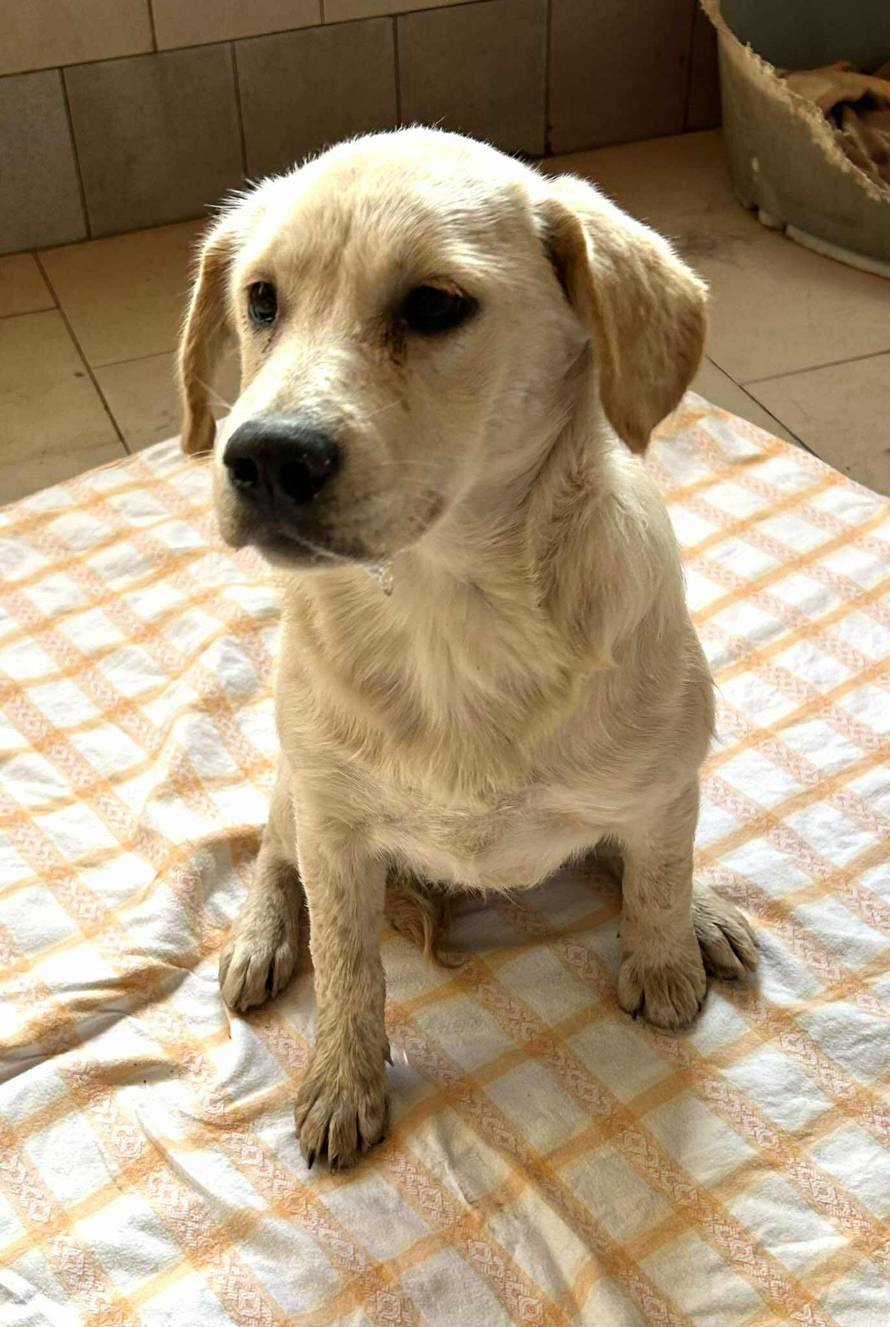 Iz romskog naselja u Međimurju spasili 37 pasa: 'Bez nadzora tu lutaju, a mačke ni ne prežive...'