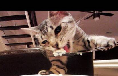 Slatka namještaljka: Maca jela pomoću vilice kao da je čovjek