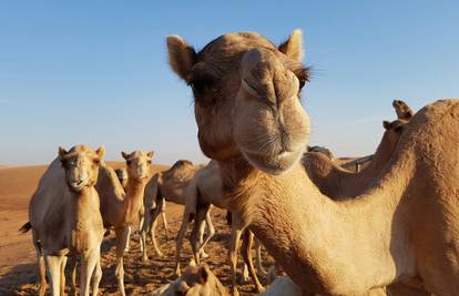 Žive glamurozno: Najljepše deve Saudijske Arabije borave u vrlo luksuznom i skupom hotelu