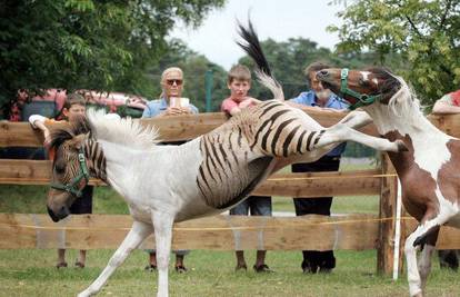 Zebra-konj Eclyse tuče napaljenog ponija Pedra