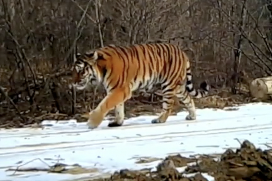 Tigrovi koji lovi medvjede nude novi ekološki uvid