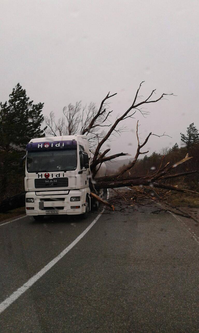 'Opet sam se rodio': Golemo stablo umalo ga je prepolovilo