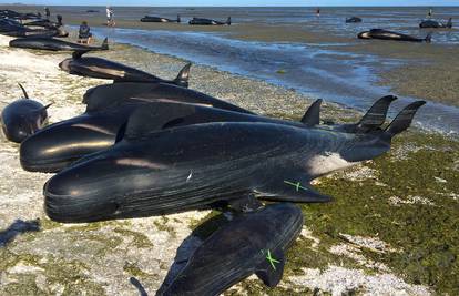Uginulo 300 kitova, volonteri ih pokušavaju vratiti u more