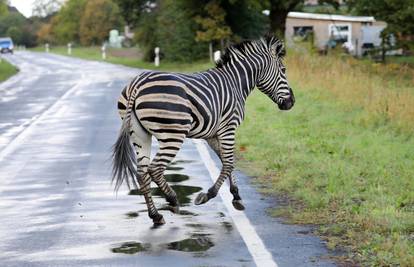 Zebra pobjegla iz cirkusa pa je izazvala prometnu na autocesti