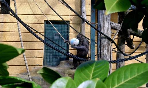 &Zcaron;ivotinje u zagreba&ccaron;kom ZOO-u u&zcaron;ivale u uskr&scaron;njim pisanicama