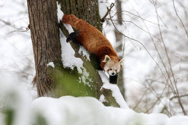Zagreb: Snježno prijepodne u zoološkom vrtu