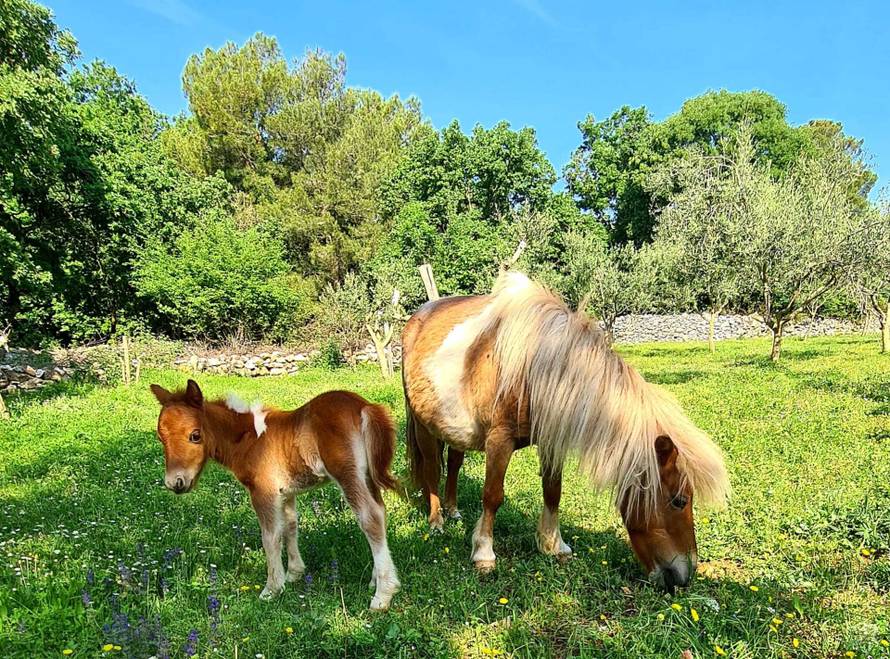 Beba poni u Istri čeka ime: Star je desetak dana i presladak je