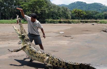 Kako bi zabavio turiste rukom hrani krokodile