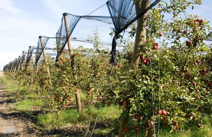 Berači jabuka im se ne javljaju, a dnevnice su im i do 200 kuna