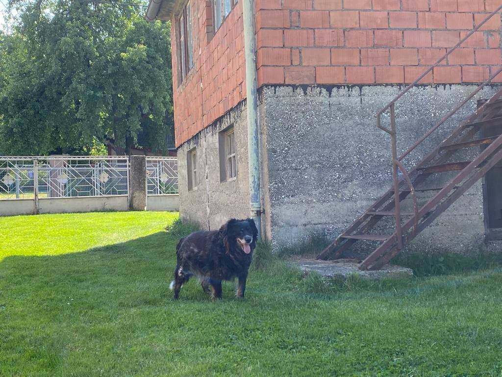 Ruža je preminula zbog šoka, Damir se nada vodovodu, Denis plaća hipoteku iako nema kuću