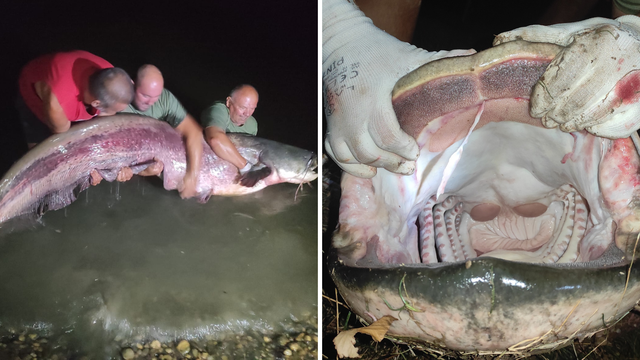 VIDEO Ulovili grdosiju od dva i pol metra u Rakitju: 'Som ima oko 100 kila, ovo je riba života'