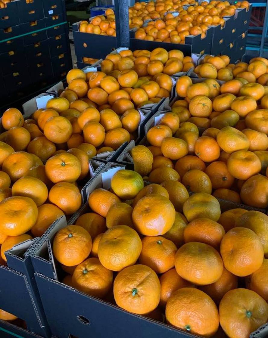 Otkupio sedam tona mandarina i sve ih donirao ustanovama po Hrvatskoj koje skrbe o djeci